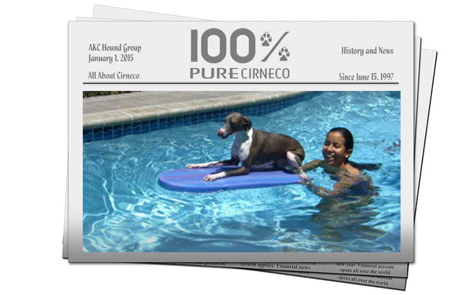 Confidence and the Young Dog